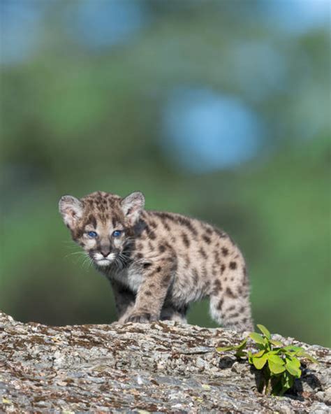 Mountain Lion Cubs Stock Photos, Pictures & Royalty-Free Images - iStock