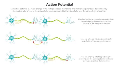 Premium Vector | Action membrane potential science vector illustration diagram