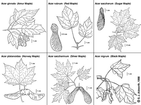 How to Identify Maple Trees | Waterford Citizens' Association (WCA) of ...