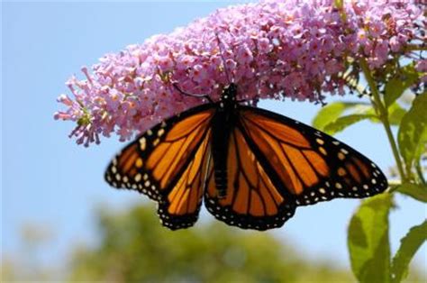 Butterfly Bush | LoveToKnow