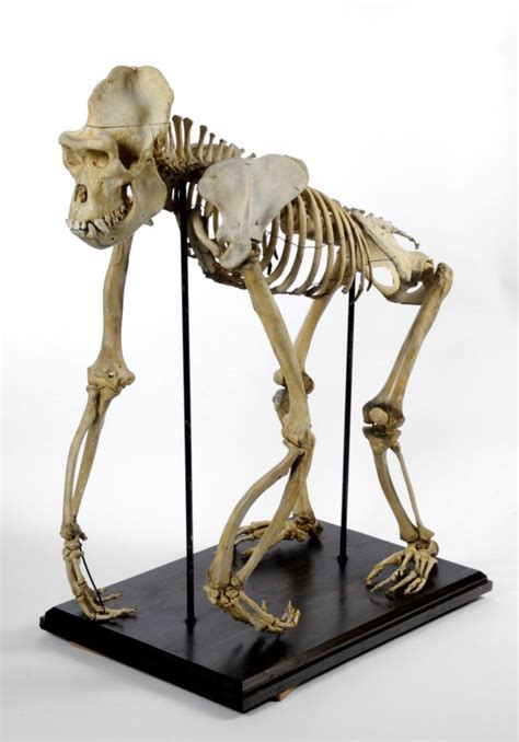 Articulated Skeleton of Mok the Western Lowland Gorilla • MyLearning