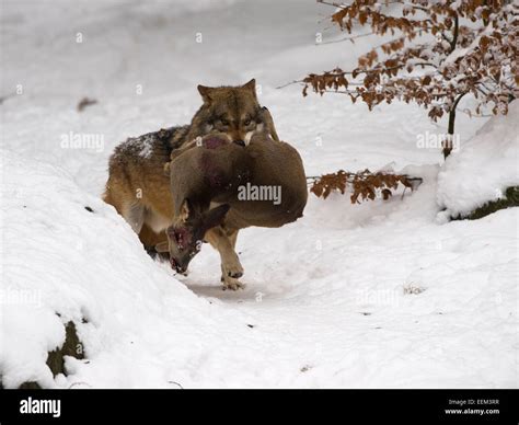 Wolf with deer hi-res stock photography and images - Alamy