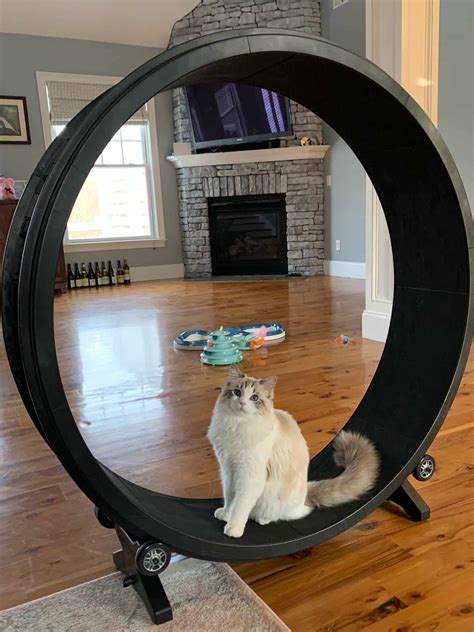 Pet Supplies Exercise Wheels Small Animals One Fast Cat Exercise Wheel