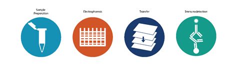 Western Blotting | Immunoblotting | BD Biosicences