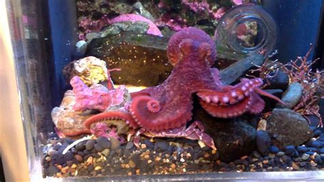 Juvenile Giant Pacific Octopus feeding on a Purple Shore Crab - YouTube