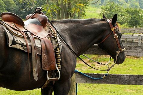 Cowboy Frank: Das hat gesessen - Lenas Kolumne im pferde.de Magazin