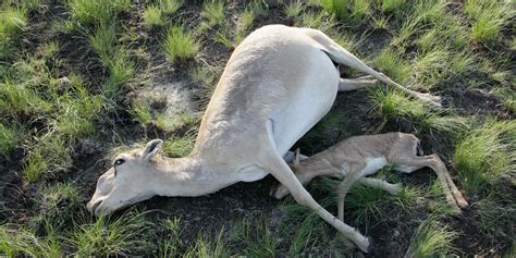 Mystery Saiga Antelope Die-Off Stumps Scientists | HuffPost