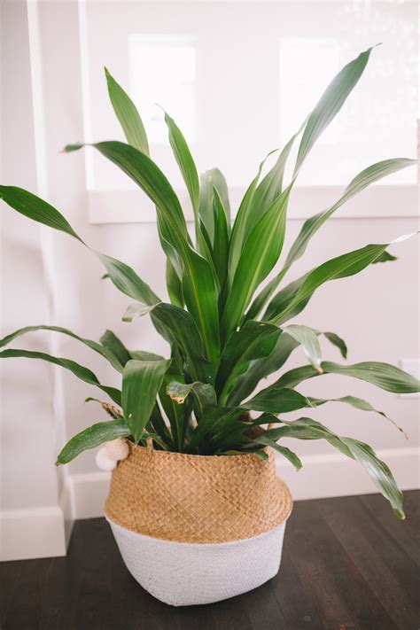 7 Common Houseplants: Air-Purifying Indoor Plants