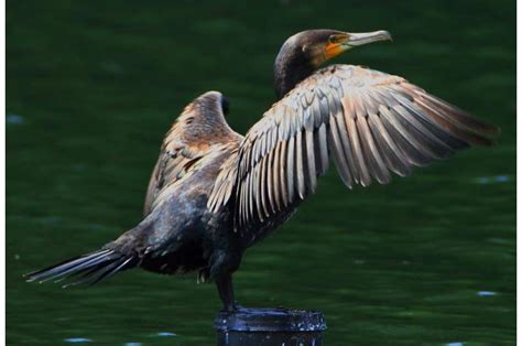 Cormorant predation may reduce perch catches, especially close to breeding areas