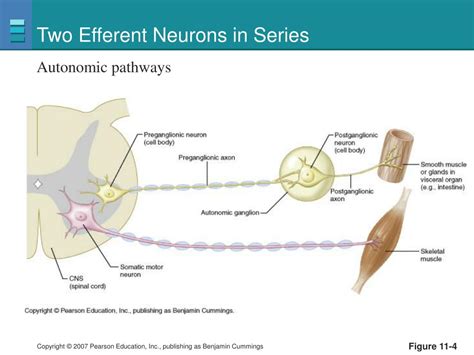 PPT - Efferent Division: Autonomic and Somatic Motor Control PowerPoint ...