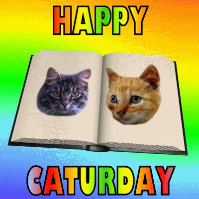 Happy Caturday GIFs - Find & Share on GIPHY