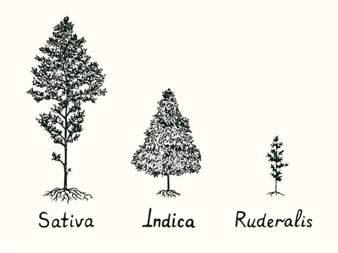 What is Cannabis Ruderalis Strain | Giving Tree Dispensary