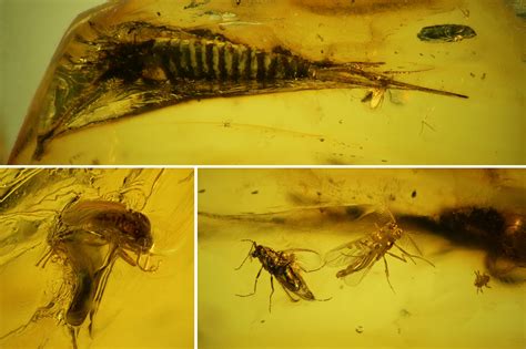 Fossil Bristletail (Archaeognatha) and Flies (Diptera) in Baltic Amber For Sale (#135053 ...