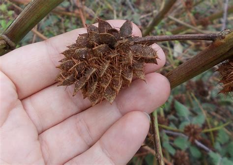 Liquorice seed pods (Γλυκόριζα) | Project Noah