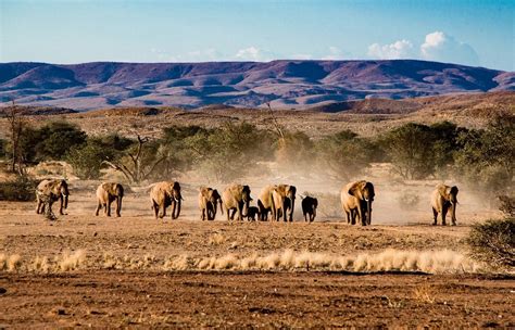 Namib Desert and Etosha National Park Camping Safari | Trip Ways