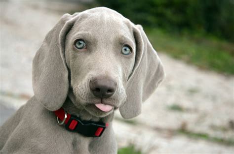 Weimaraner Training | Puppy & Dog Training | Surrey