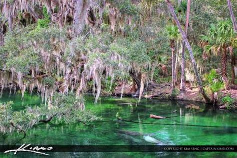 Blue Springs State Park Manatees in River | HDR Photography by Captain Kimo