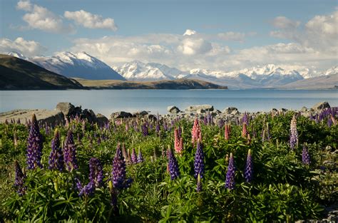 Wallpaper : flower, wilderness, mountain, sky, plant, wildflower, mount ...