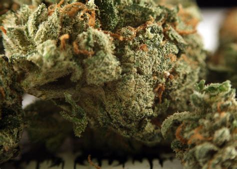 G13 Marijuana Strain Review—is it SSL?