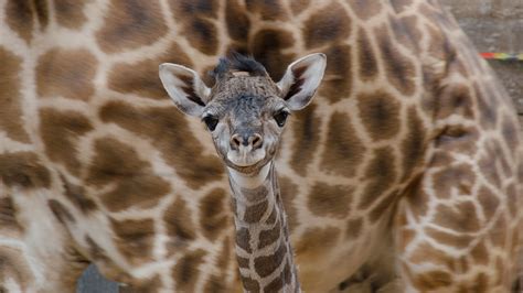 Houston Zoo welcomes adorable baby giraffe - ABC13 Houston