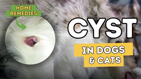 How To Treat A Ruptured Sebaceous Cyst On A Dog