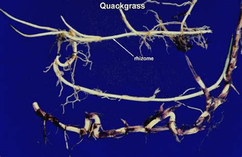 Rhizomes and Stolons | Forage Information System | Oregon State University