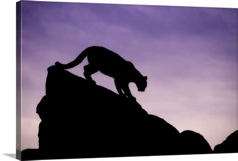 Mountain Lion silhouette, Yosemite National Park, California Wall Art ...