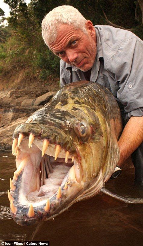 goliath tiger fish - he needs braces on those teeth. Jeremy Wade, Rio Congo, Pesca Spinning ...