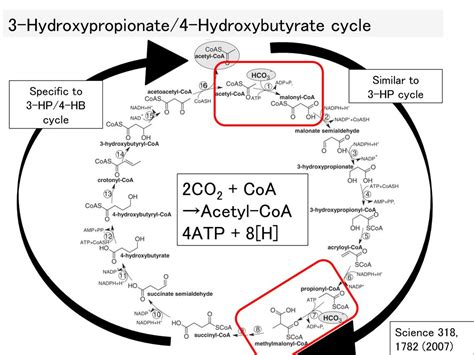 Masaharu Ishii Carboxylation Enzymes Journal Club in the Laboratory ...