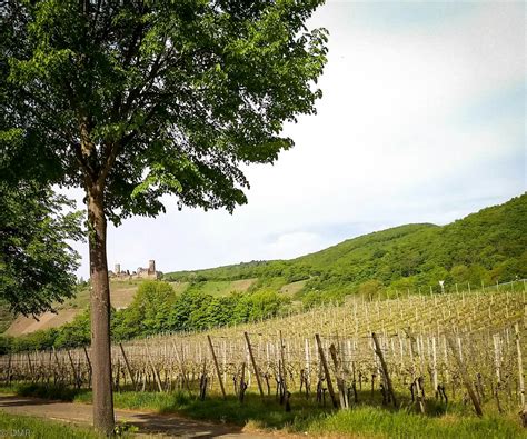 Germany Wine Festivals | DMR Travel