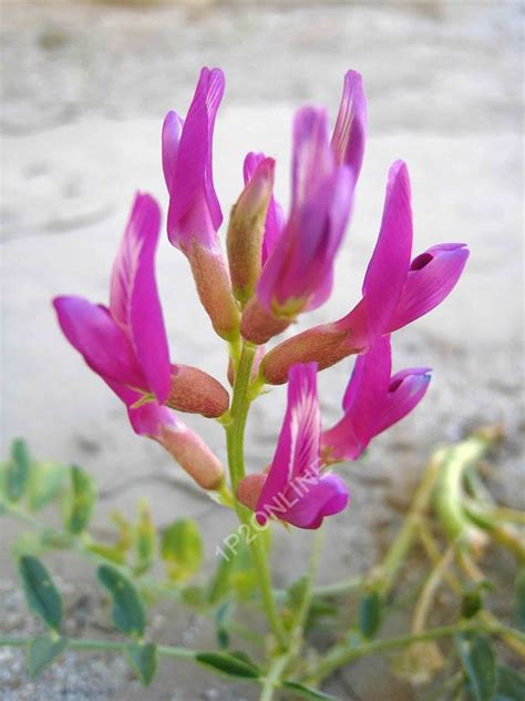 100 Seeds Huang Qi Astragalus Bei Qi Plant Flower Chinese - Etsy Canada | Plants, Astragalus ...