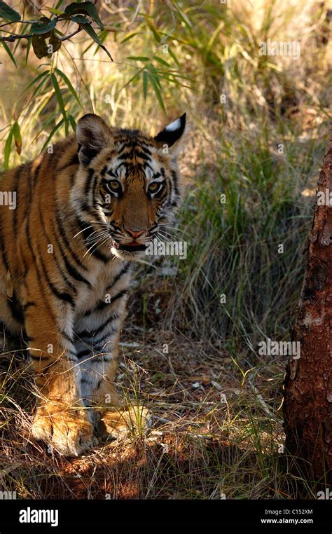 Indian wildlife tiger cub hi-res stock photography and images - Alamy