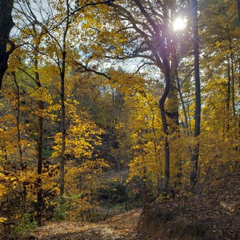 Canton Lake Scenic Nature Trails (Canton) - LOCAL OPAL