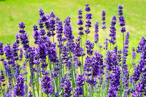 Lavender Shrub · Free photo on Pixabay