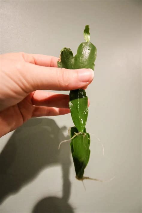 How to propagate an Easter cactus - keep your plants alive