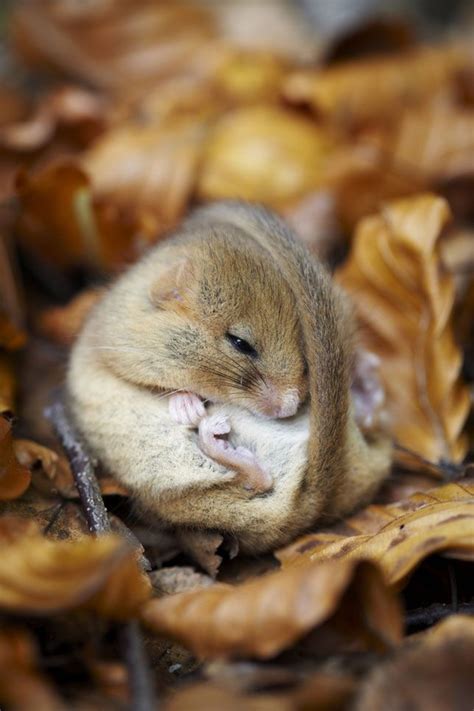 10 Things You Didn't Know About Dormice | Cute animals, Animals, Baby animals