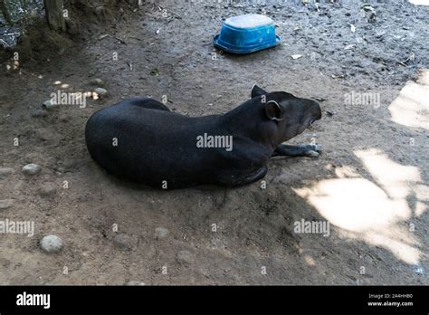 South American tapir - Tapirus terrestris - resting in its habitat ...