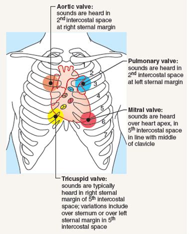 Tricuspid Valve Auscultation