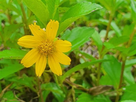 Weed of the Month - Singapore Daisy Protection of the natural environment to achieve a ...