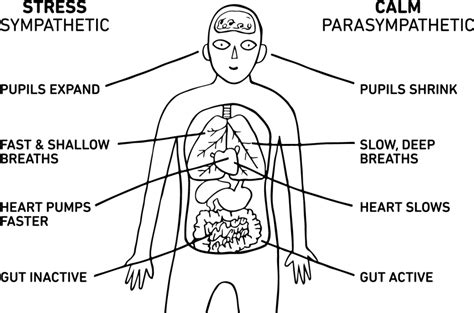 People with Chronic Pain Aren't Activating the Rest, Digest, and Relax Nervous System - The Pain PT