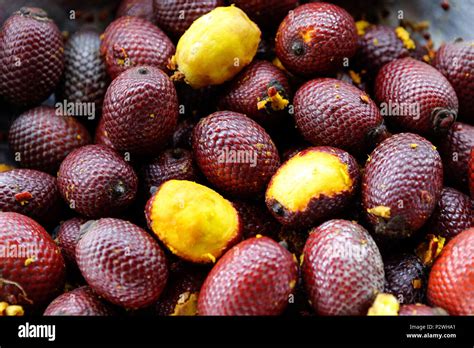 Close up of fresh "buriti" fruit in Amazon rainforest Stock Photo - Alamy