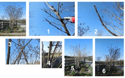 Proper Crape Myrtle Pruning | Department of Biosystems Engineering and ...