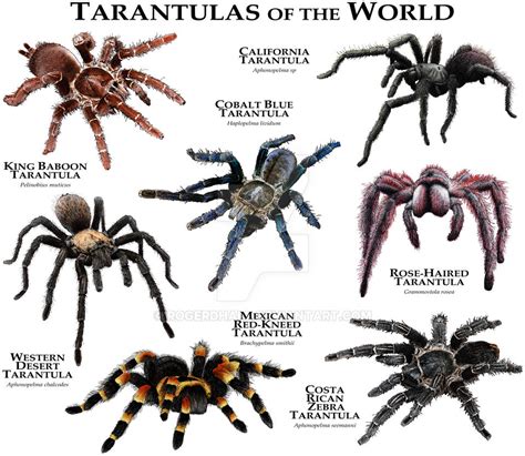 Tarantulas of the World by rogerdhall on DeviantArt