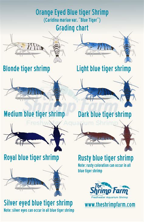 Orange eye blue tiger shrimp grading | With chart! - The Shrimp Farm