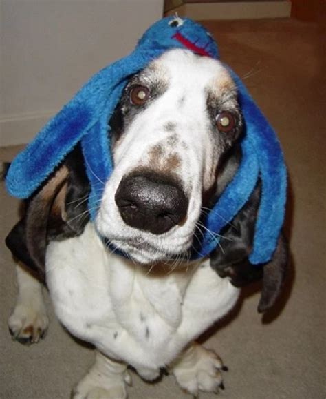 Ten of the Craziest and Funniest Basset Hounds You'll Ever See