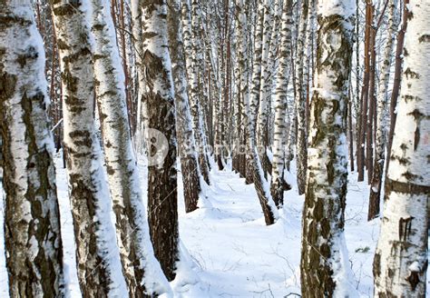 Winter birch forest Royalty-Free Stock Image - Storyblocks