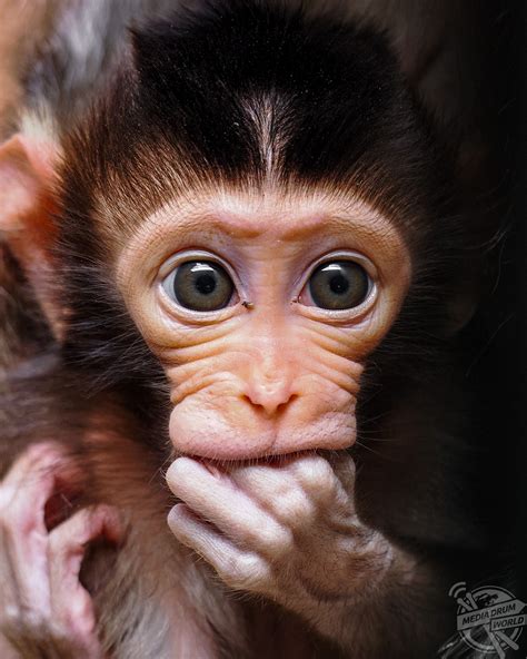 Cutest Baby Monkey | Media Drum World