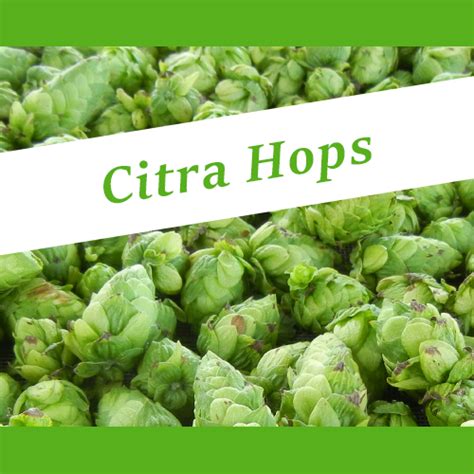 About Citra Hops