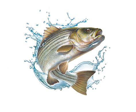 Robert Hynes - Mendola Artists Representatives | Fish sketch, Fish painting, Fish illustration