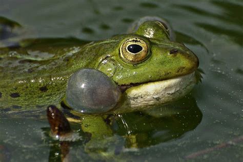 Why Do Frogs Croak at Night? Uncovering the Surprising and Mysterious Reasons behind their ...